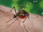 Mosquitoes like this one can carry the virus that causes dengue fever. Mosquitoes like this one can carry the virus that causes dengue fever.
