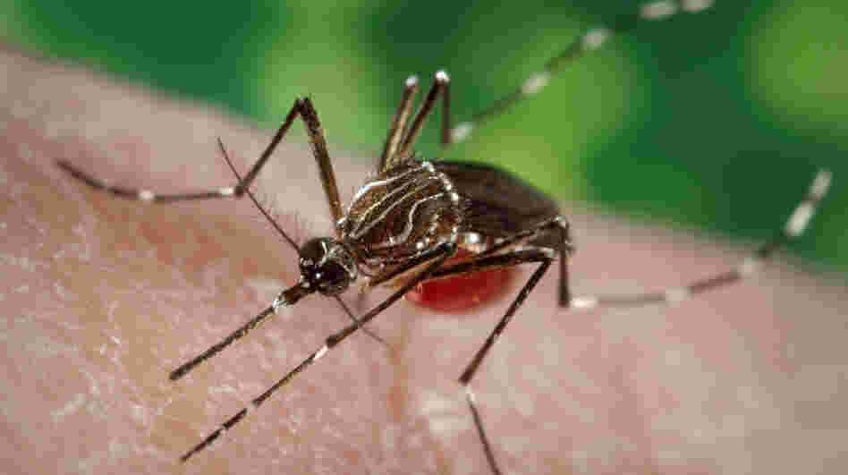 Mosquitoes like this one can carry the virus that causes dengue fever. Mosquitoes like this one can carry the virus that causes dengue fever.
