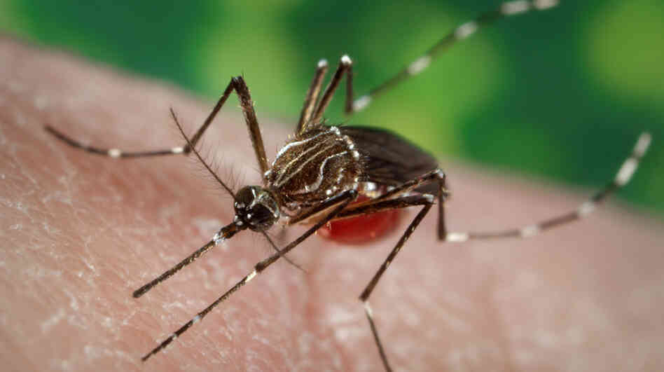Mosquitoes like this one can carry the virus that causes dengue fever. Mosquitoes like this one can carry the virus that causes dengue fever.