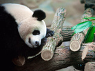 Jealous? If you have trouble sleeping, several new apps and devices promise to help you figure out why. In this photo from January, Huan Huan, a female giant panda, sleeps in a zoo in Beauval, France. Jealous? If you have trouble sleeping, several new apps and devices promise to help you figure out why. In this photo from January, Huan Huan, a female giant panda, sleeps in a zoo in Beauval, France.