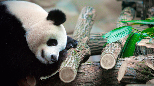 Jealous? If you have trouble sleeping, several new apps and devices promise to help you figure out why. In this photo from January, Huan Huan, a female giant panda, sleeps in a zoo in Beauval, France.