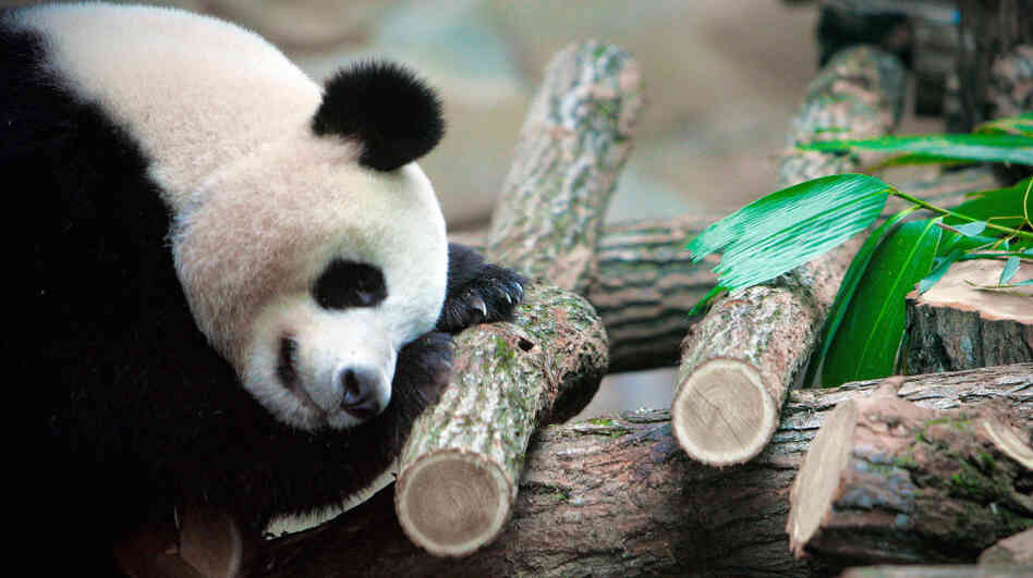 Jealous? If you have trouble sleeping, several new apps and devices promise to help you figure out why. In this photo from January, Huan Huan, a female giant panda, sleeps in a zoo in Beauval, France.