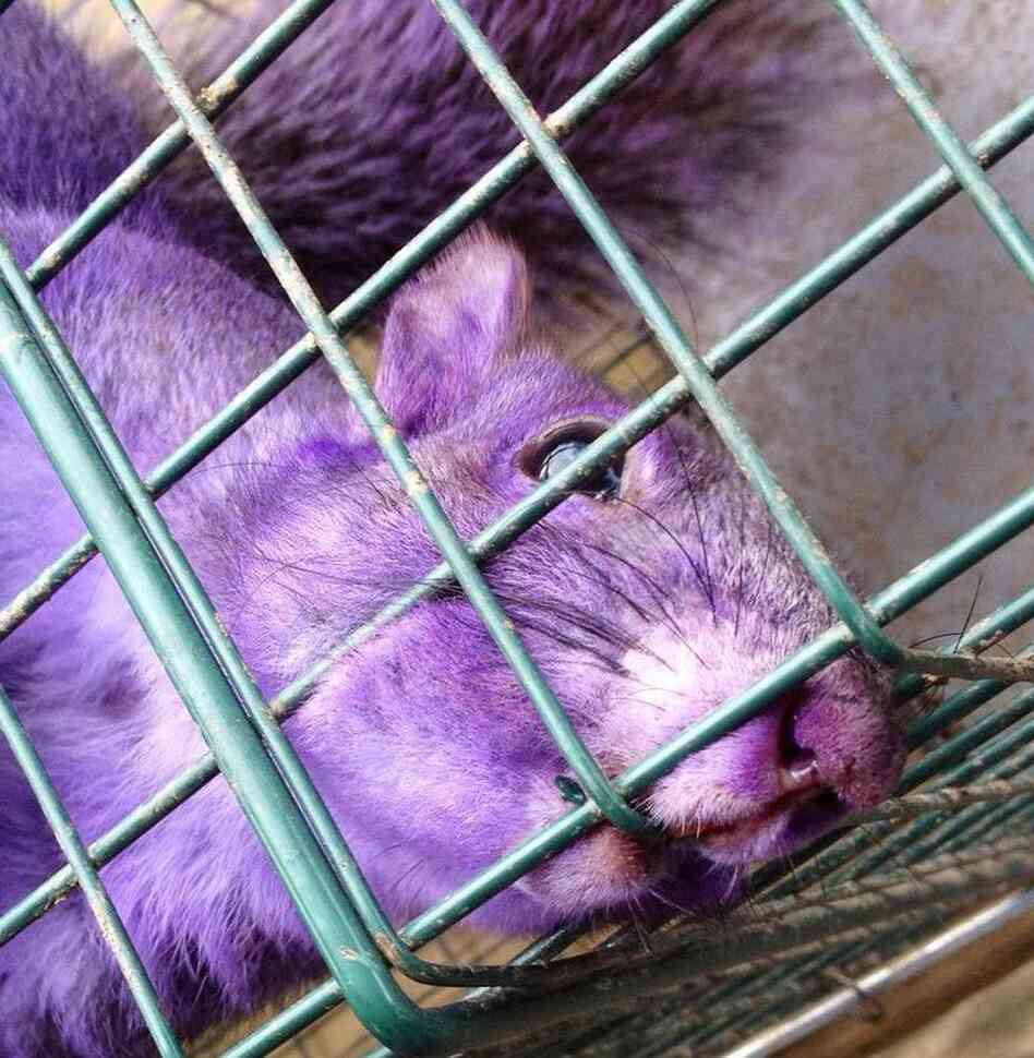 The purple squirrel captured in Jersey Shore, Pa. 