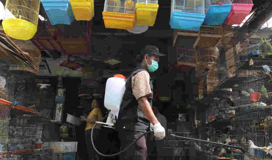 A government veterinarian worker sprays anti-bird flu disinfectant over birds and fowls at Medan city market in North Sumatra province. Indonesia reported its second human death from bird flu this year in late January. A government veterinarian worker sprays anti-bird flu disinfectant over birds and fowls at Medan city market in North Sumatra province. Indonesia reported its second human death from bird flu this year in late January.