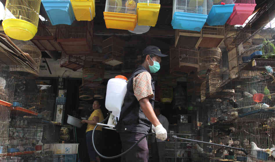 A government veterinarian worker sprays anti-bird flu disinfectant over birds and fowls at Medan city market in North Sumatra province. Indonesia reported its second human death from bird flu this year in late January. A government veterinarian worker sprays anti-bird flu disinfectant over birds and fowls at Medan city market in North Sumatra province. Indonesia reported its second human death from bird flu this year in late January.