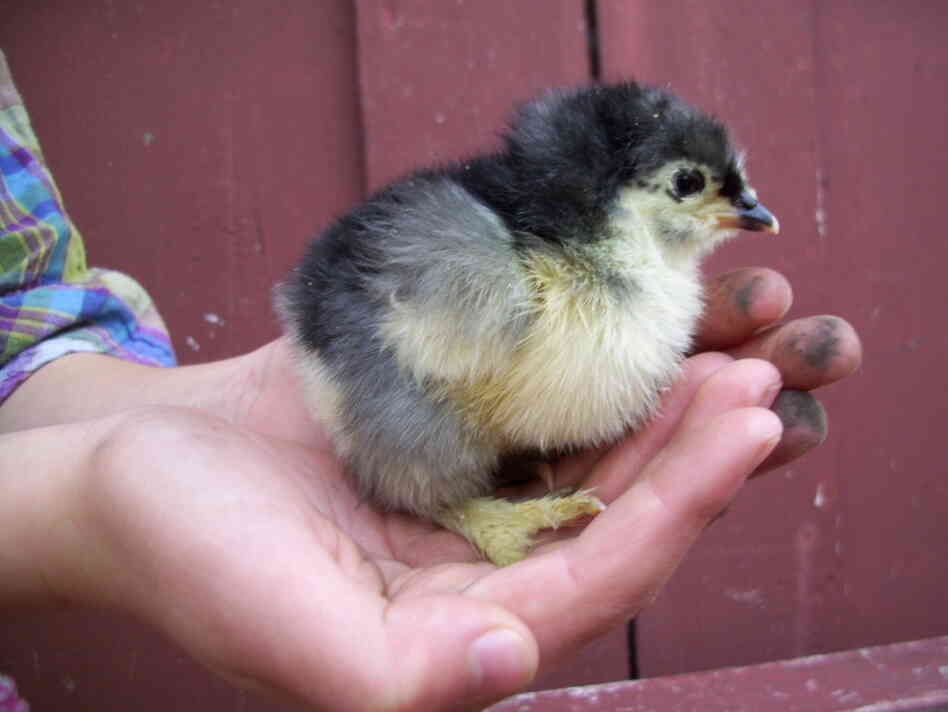 One of the few baby Cochin chicks that survived the trip to Sara Sarasohn's home in Berkeley, Calif. last week.