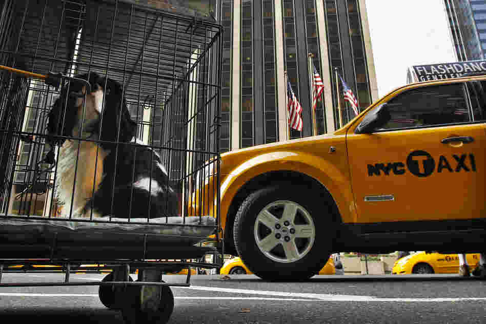 A Cavalier King Charles spaniel waits in a cage outside the Pennsylvania Hotel in New York City before checking in for the show. There are 2,000 top dogs in town competing at the 136th annual Westminster Kennel Club Dog Show. 