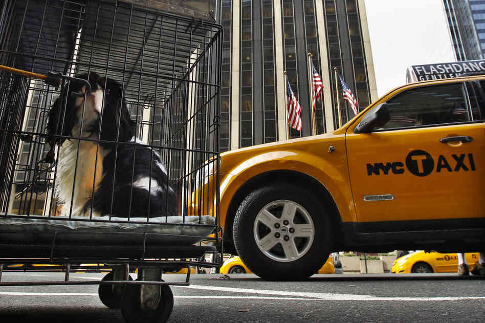 A Cavalier King Charles spaniel waits in a cage outside the Pennsylvania Hotel in New York City before checking in for the show. There are 2,000 top dogs in town competing at the 136th annual Westminster Kennel Club Dog Show. 