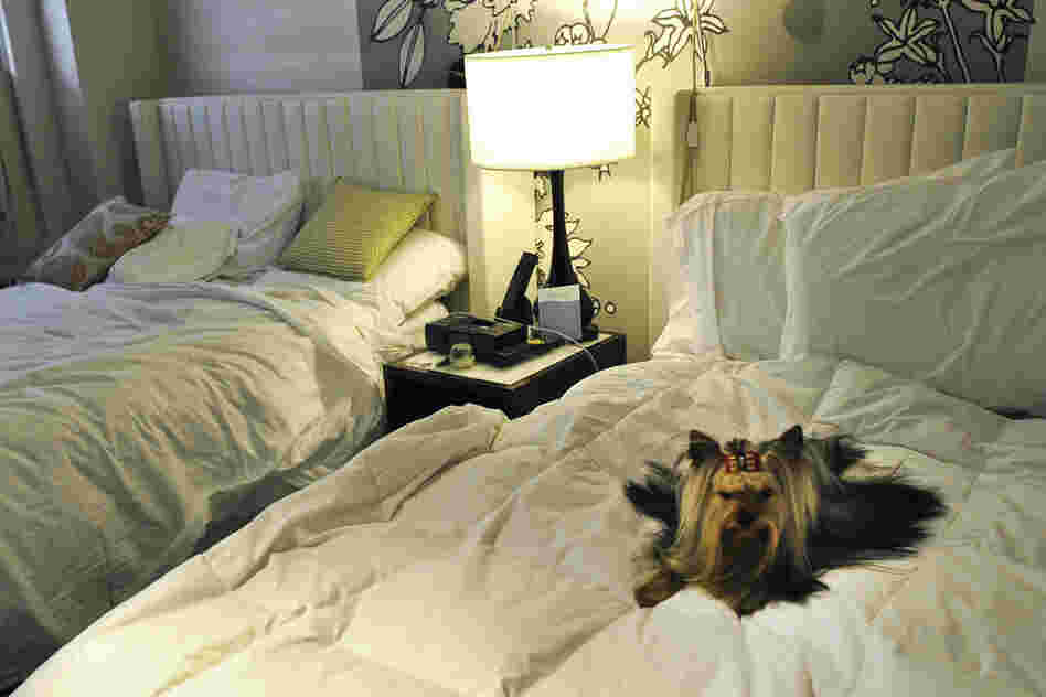 Stewart, a Yorkshire terrier, relaxes in his hotel room after checking in at the Affinia Manhattan Hotel. 