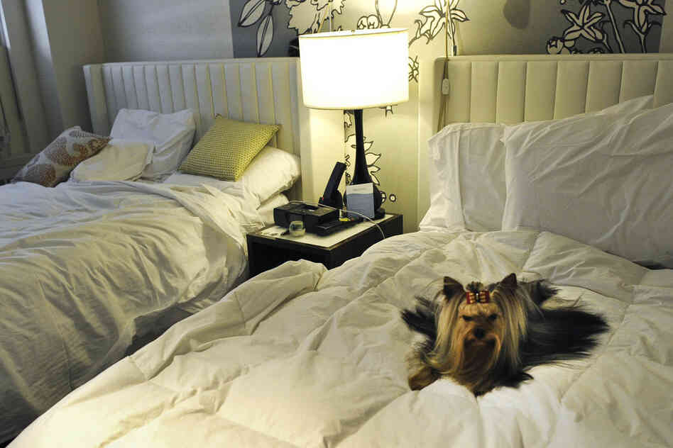 Stewart, a Yorkshire terrier, relaxes in his hotel room after checking in at the Affinia Manhattan Hotel. 