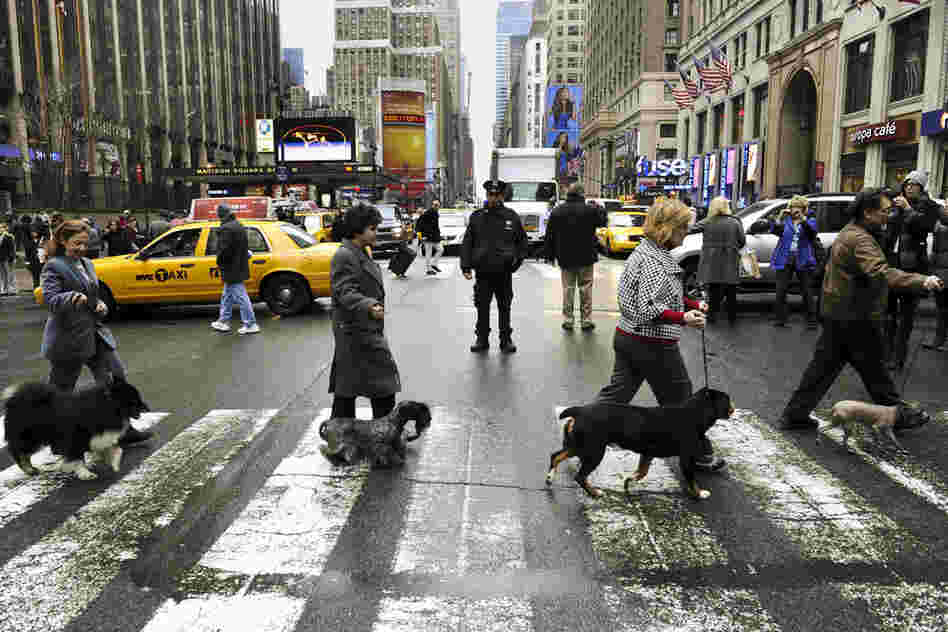 Four of the six new breeds in this year's competition cross 7th Avenue as they arrive in New York in January for a news conference. 