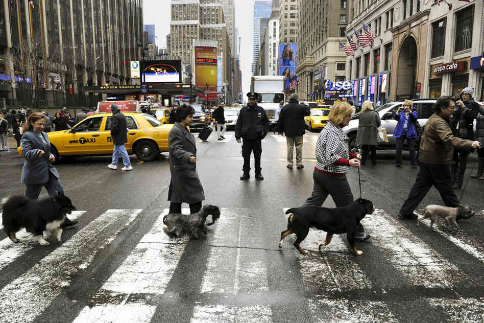 Four of the six new breeds in this year's competition cross 7th Avenue as they arrive in New York in January for a news conference. 