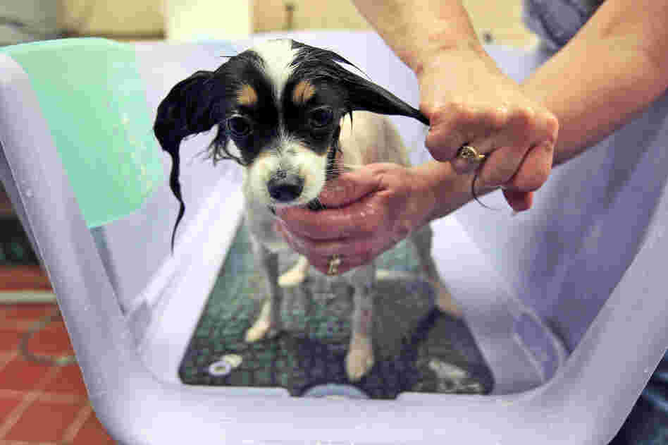 Dazzle, a 2-year-old papillon, is groomed and pampered at the Green Room Salon and Spa at the Pennsylvania Hotel. 
