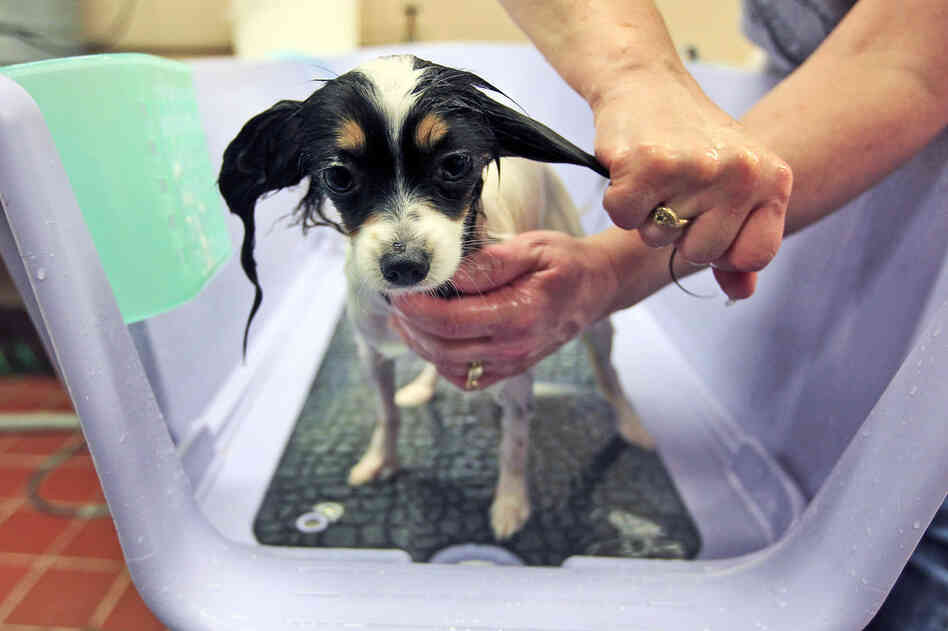 Dazzle, a 2-year-old papillon, is groomed and pampered at the Green Room Salon and Spa at the Pennsylvania Hotel. 