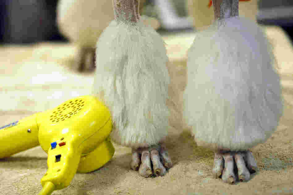 After a grooming session, a standard poodle patiently waits for the show to begin. 