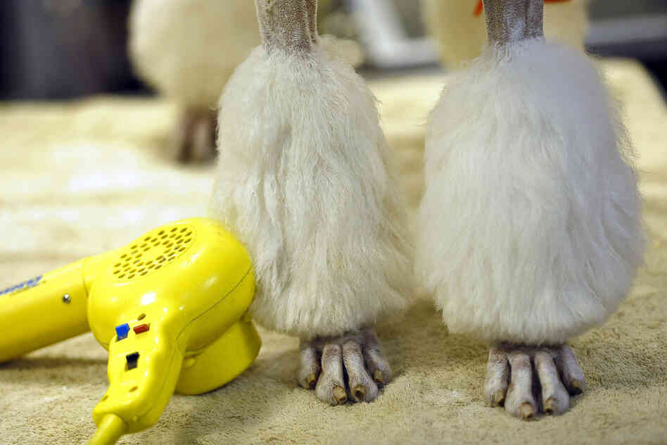 After a grooming session, a standard poodle patiently waits for the show to begin. 