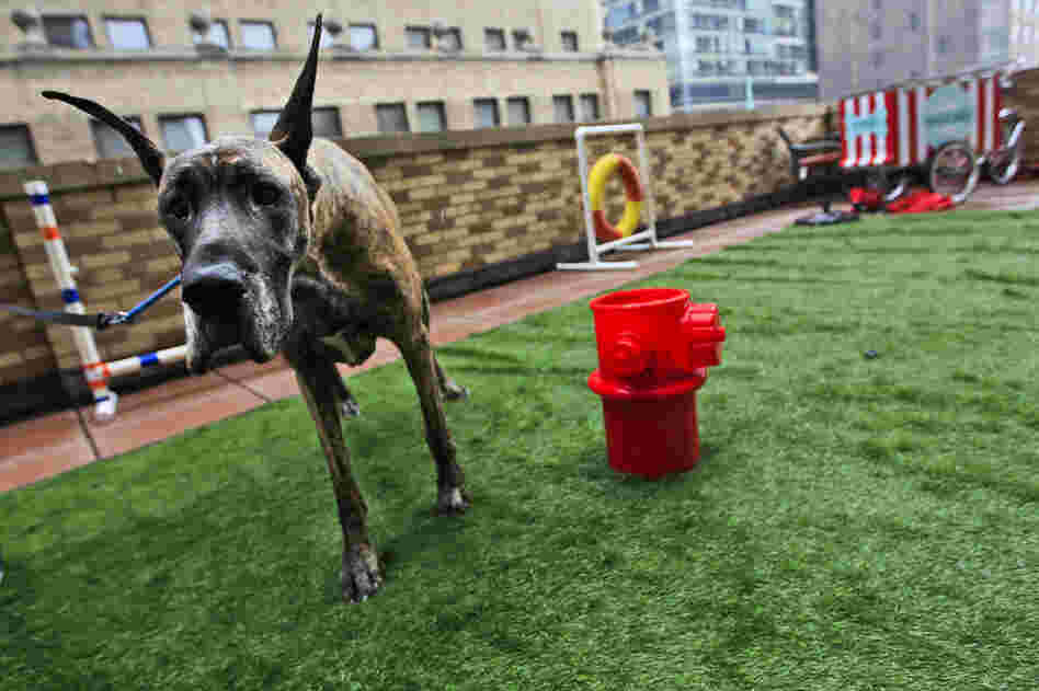 Jenna, a 4-year-old Great Dane from Japan, relieves herself in the outdoor facilities of the Affinia hotel's Spot Suite. 