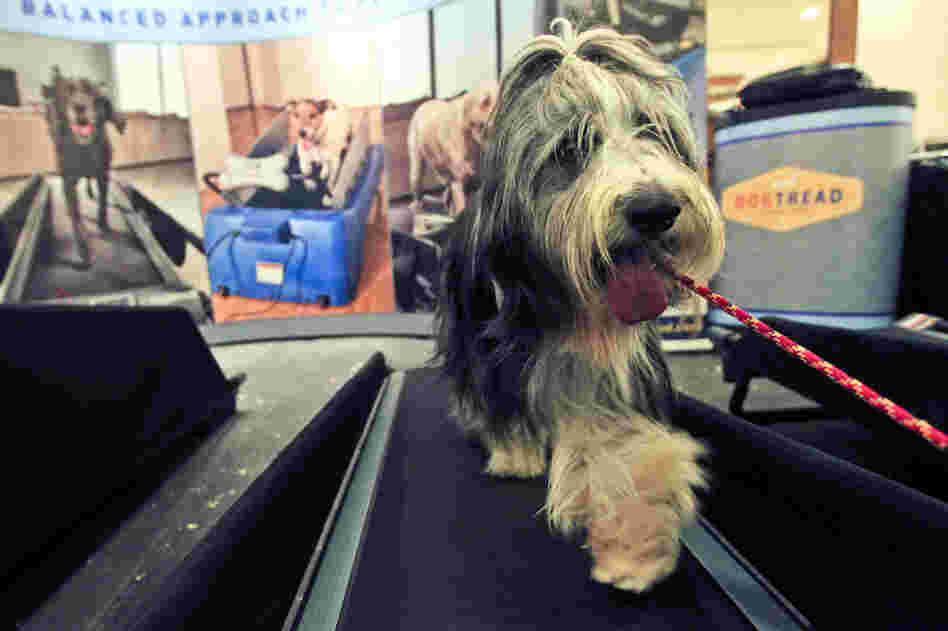 Elvis, a 4-year-old bearded collie, works out on a dog treadmill at the Pennsylvania Hotel. Show-dog owners make sure their dogs are in top shape before competing. 