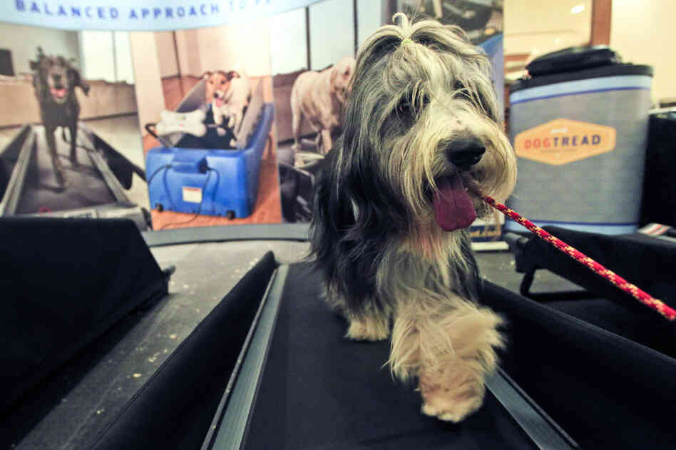 Elvis, a 4-year-old bearded collie, works out on a dog treadmill at the Pennsylvania Hotel. Show-dog owners make sure their dogs are in top shape before competing. 