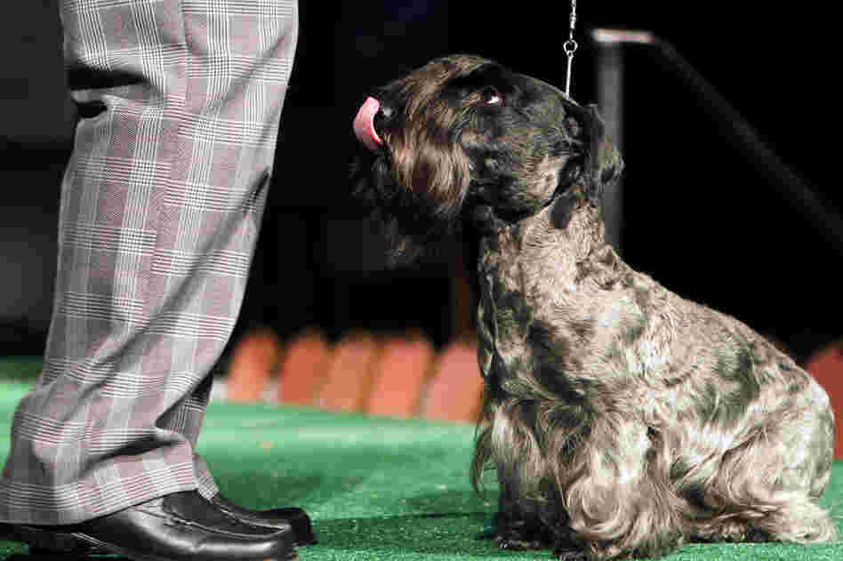 Katrina, a Cesky terrier, looks up at her handler during a news conference highlighting the six new breeds appearing in this year's competition. 