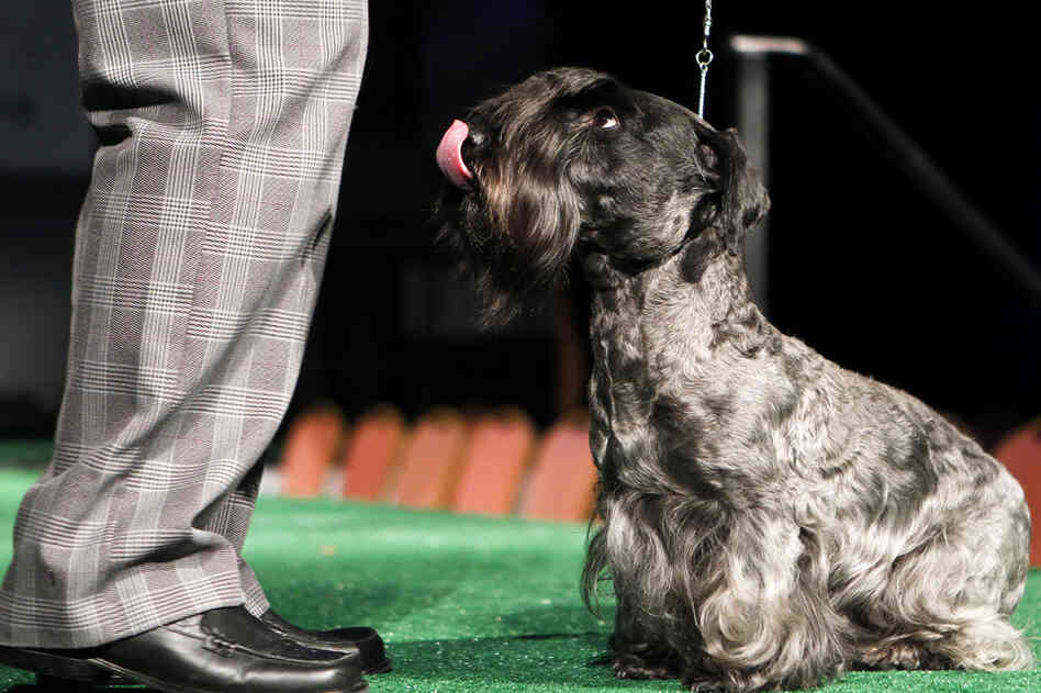 Katrina, a Cesky terrier, looks up at her handler during a news conference highlighting the six new breeds appearing in this year's competition. 