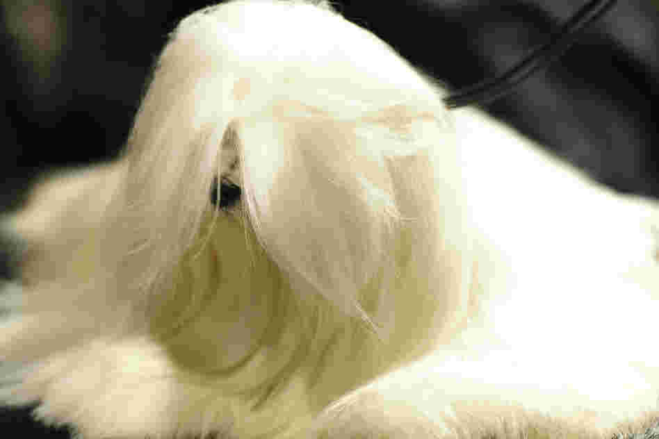 A Maltese rests in the staging area during some off-time. 