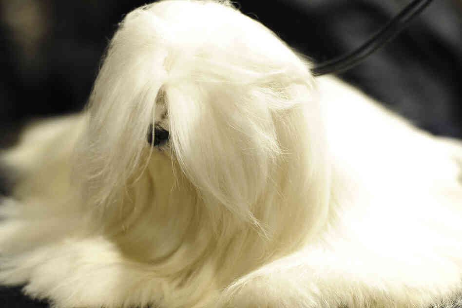 A Maltese rests in the staging area during some off-time. 