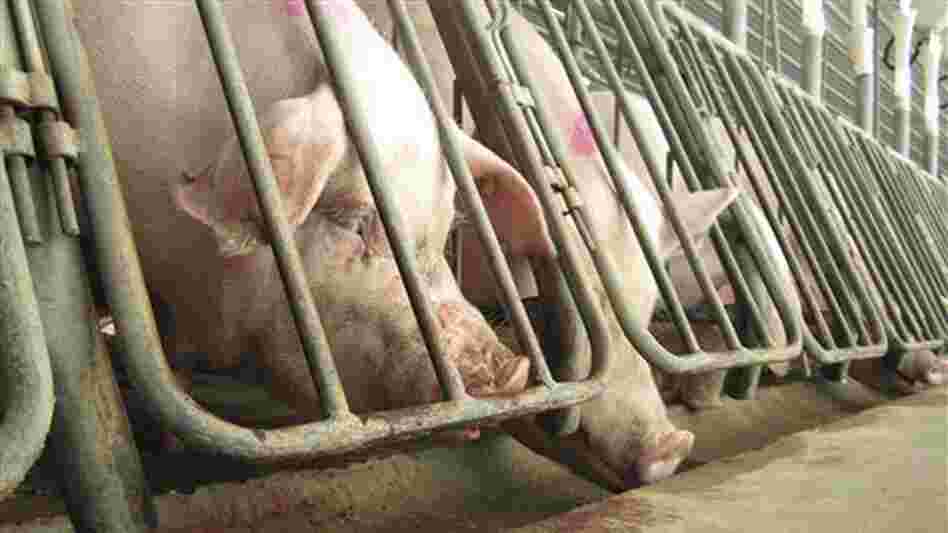 Breeding sows in crates at a subsidiary of Smithfield Foods in 2010. The photo was shot by the Humane Society as part of an undercover investigation. Breeding sows in crates at a subsidiary of Smithfield Foods in 2010. The photo was shot by the Humane Society as part of an undercover investigation.
