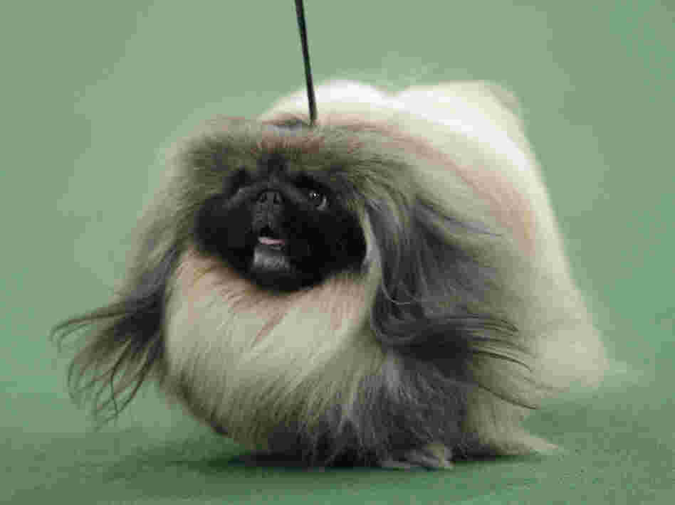 Malachy the Pekingese was named Best in Show at the 136th annual Westminster Kennel Club dog show in New York on Tuesday.
