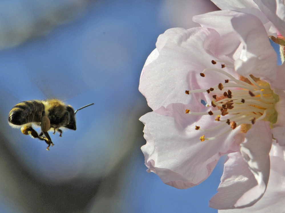 Almond trees rely on bees to pollinate during their brief bloom for a few weeks in February.