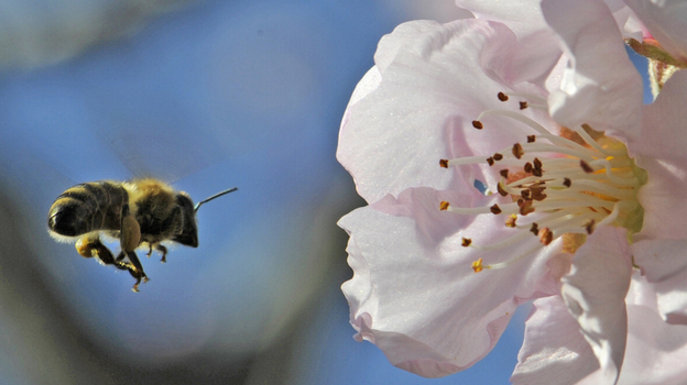 Almond trees rely on bees to pollinate during their brief bloom for a few weeks in February. (APN)