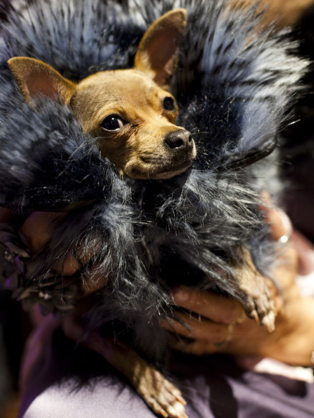 Miu Miu, a Chihuahua, poses for photographers at a fashion show held before the Westminster Kennel Club Dog Show in New York City.