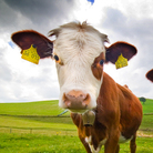 Cows. Cows.