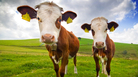 Cows. Cows.