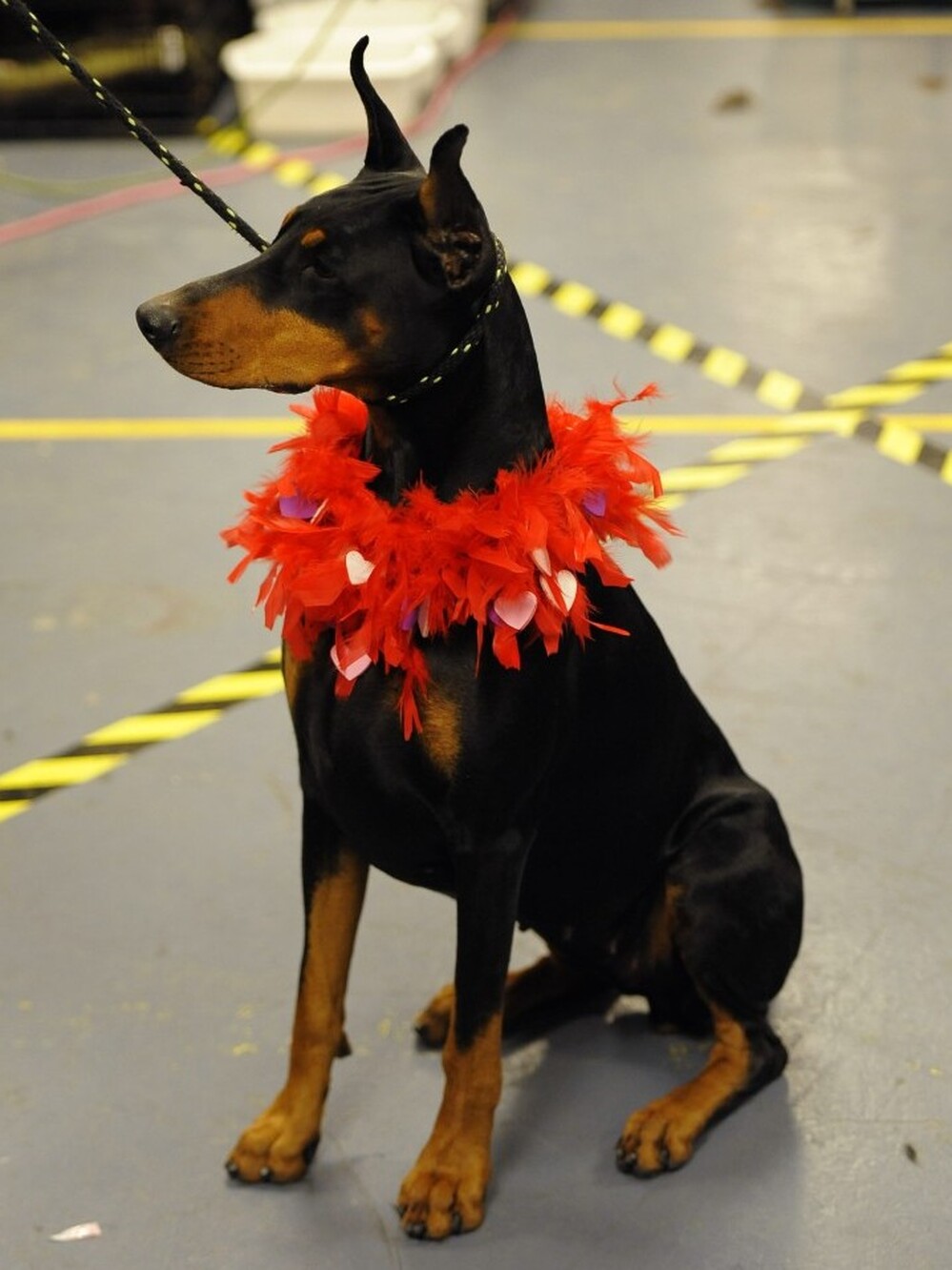 Mia, a Doberman, sits in the backstage area during the 136th Westminster Kennel Club Annual Dog Show at Madison Square Garden Tuesday. Filmmaker Martin Scorsese launched a defense of the breed, featured in his movie Hugo, in a recent editorial.