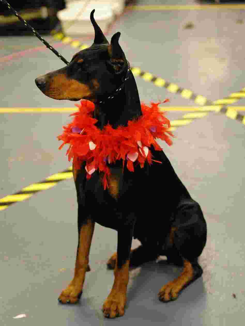 Mia, a Doberman, sits in the backstage area during the 136th Westminster Kennel Club Annual Dog Show at Madison Square Garden Tuesday. Filmmaker Martin Scorsese launched a defense of the breed, featured in his movie Hugo, in a recent editorial.