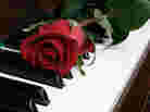A rose sits on a piano, reminding all and sundry of the miseries of Valentine's Day.