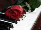 A rose sits on a piano, reminding all and sundry of the miseries of Valentine's Day.