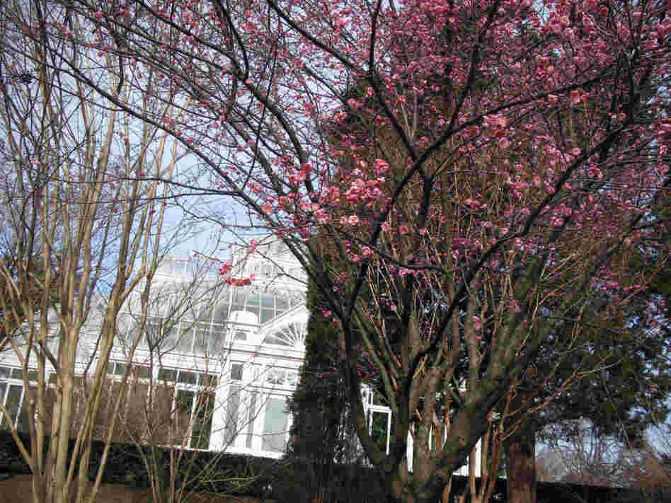 The Japanese apricot are in full bloom.
