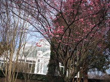 The Japanese apricot are in full bloom. The Japanese apricot are in full bloom.
