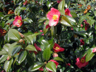 Kristin Schleiter, of the New York Botanical Garden, in front blooming red camellias. Kristin Schleiter, of the New York Botanical Garden, in front blooming red camellias.