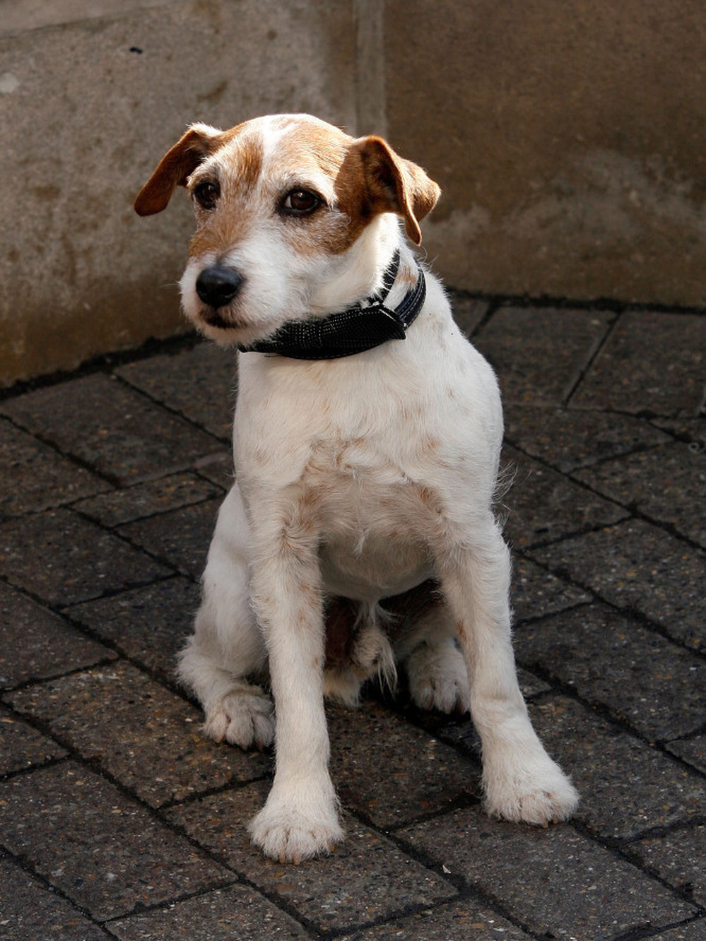 Uggie, a Jack Russell terrier, pauses during a visit to the Empire State Building last month. The dog won a Golden Collar award for his film work Monday.