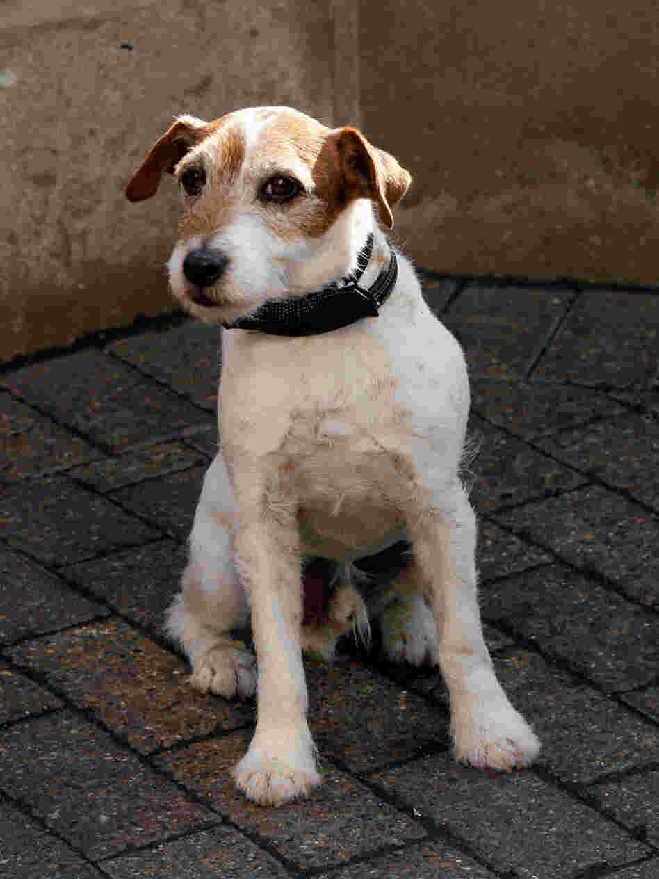 Uggie, a Jack Russell terrier, pauses during a visit to the Empire State Building last month. The dog won a Golden Collar award for his film work Monday.