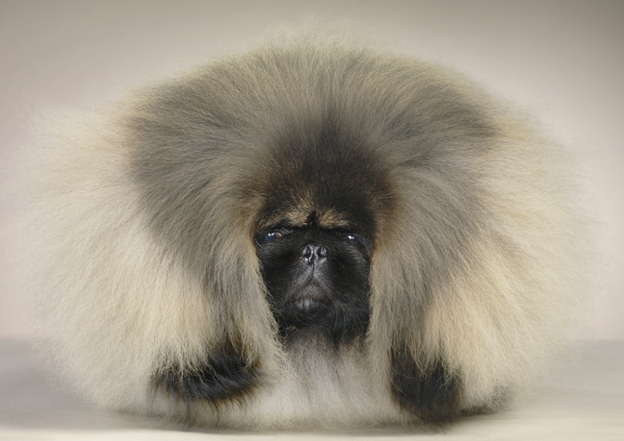 Pekingese