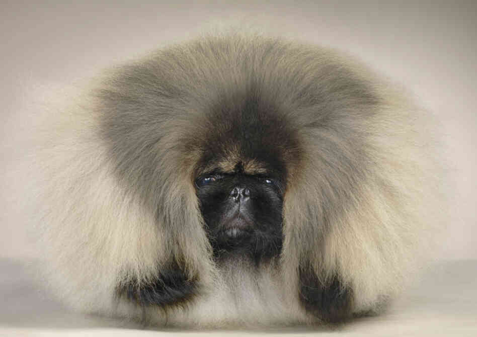 Pekingese