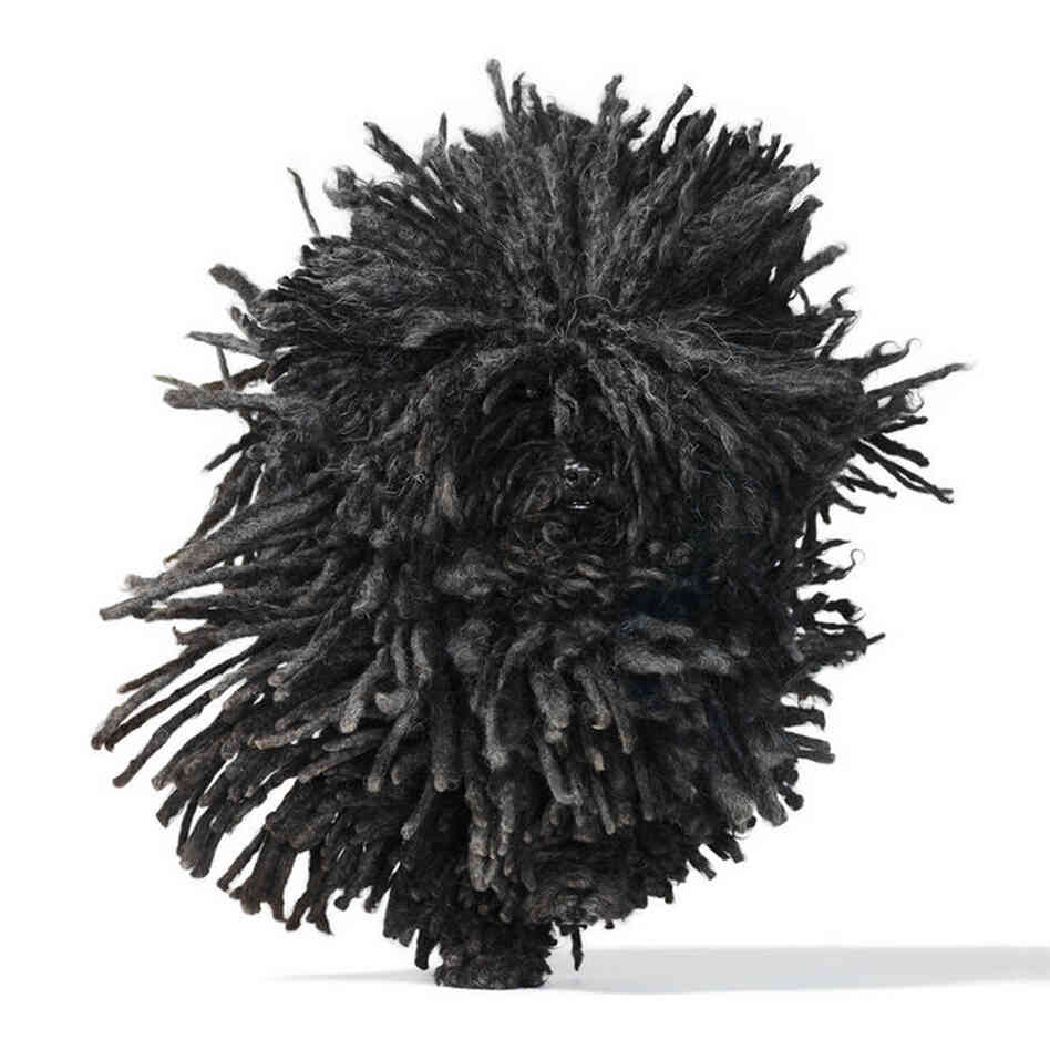 Puli