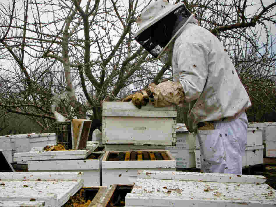Workers unload beehives near Snelling, Calif. in preparation for the almond blossoms.