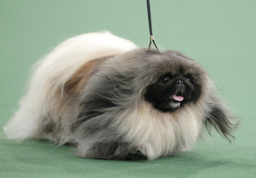 Malachy, a Pekingese, won best in show at the 136th annual Westminster Kennel Club dog show in New York on Tuesday.