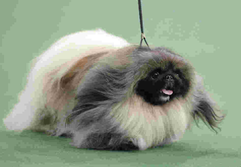 Malachy, a Pekingese, won best in show at the 136th annual Westminster Kennel Club dog show in New York on Tuesday.