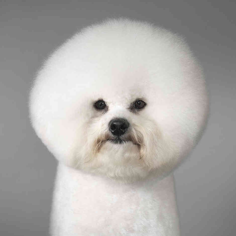 Bichon frise